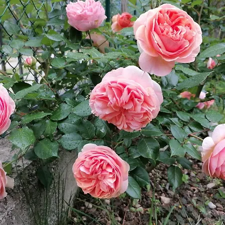 Casa Lina * Malcesine