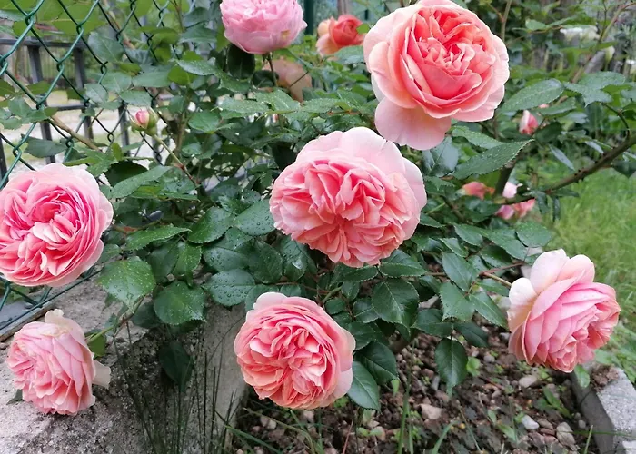 Casa Lina * מאלצ'סינה